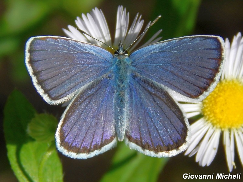 La vita in un fiore (Erigeron annuus)